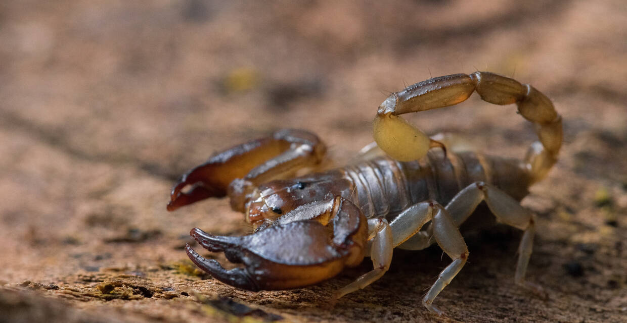 Scorpion Sting: Symptoms, Treatment, and More, image size:1240x640